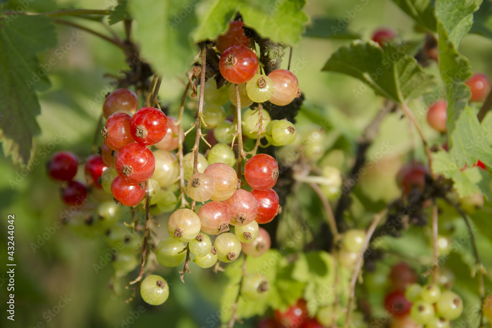Red currant