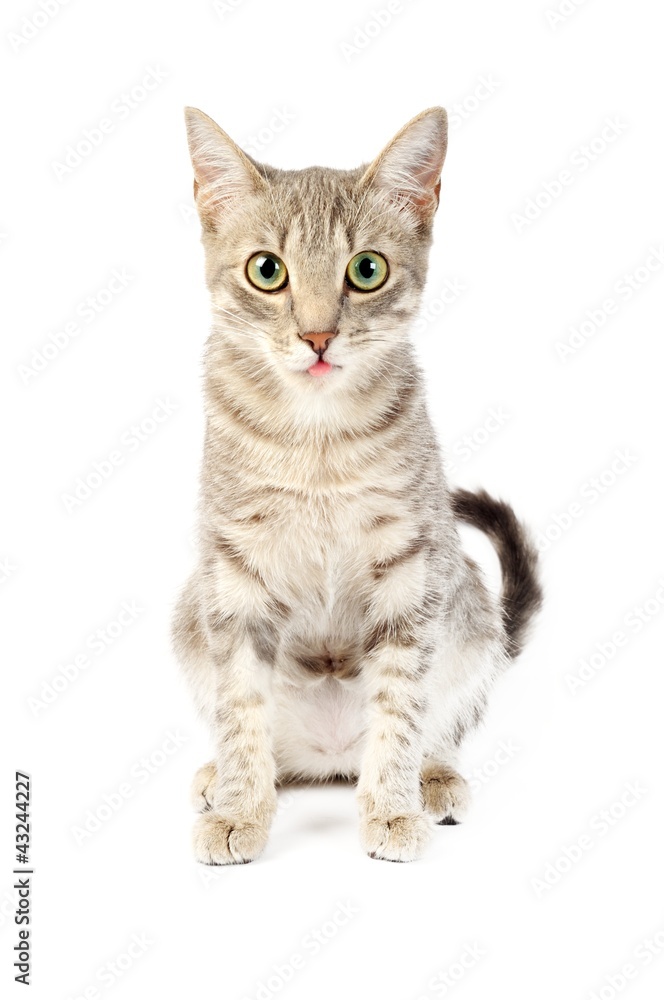 Fototapeta premium Cat showing tongue out