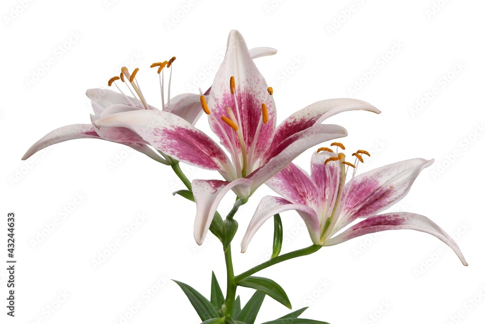 Fototapeta premium lilies