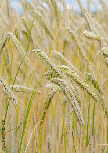 wheat field detail vertical