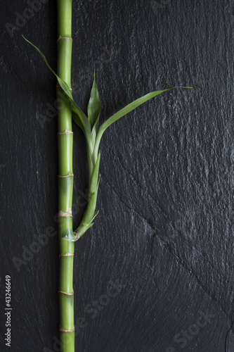 Fototapeta Naklejka Na Ścianę i Meble -  Tige de Bambou sur Ardoise Noire