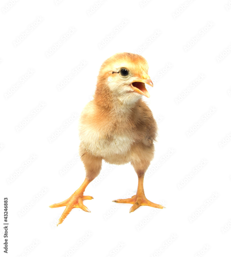 Fototapeta premium a little chicken on a white background
