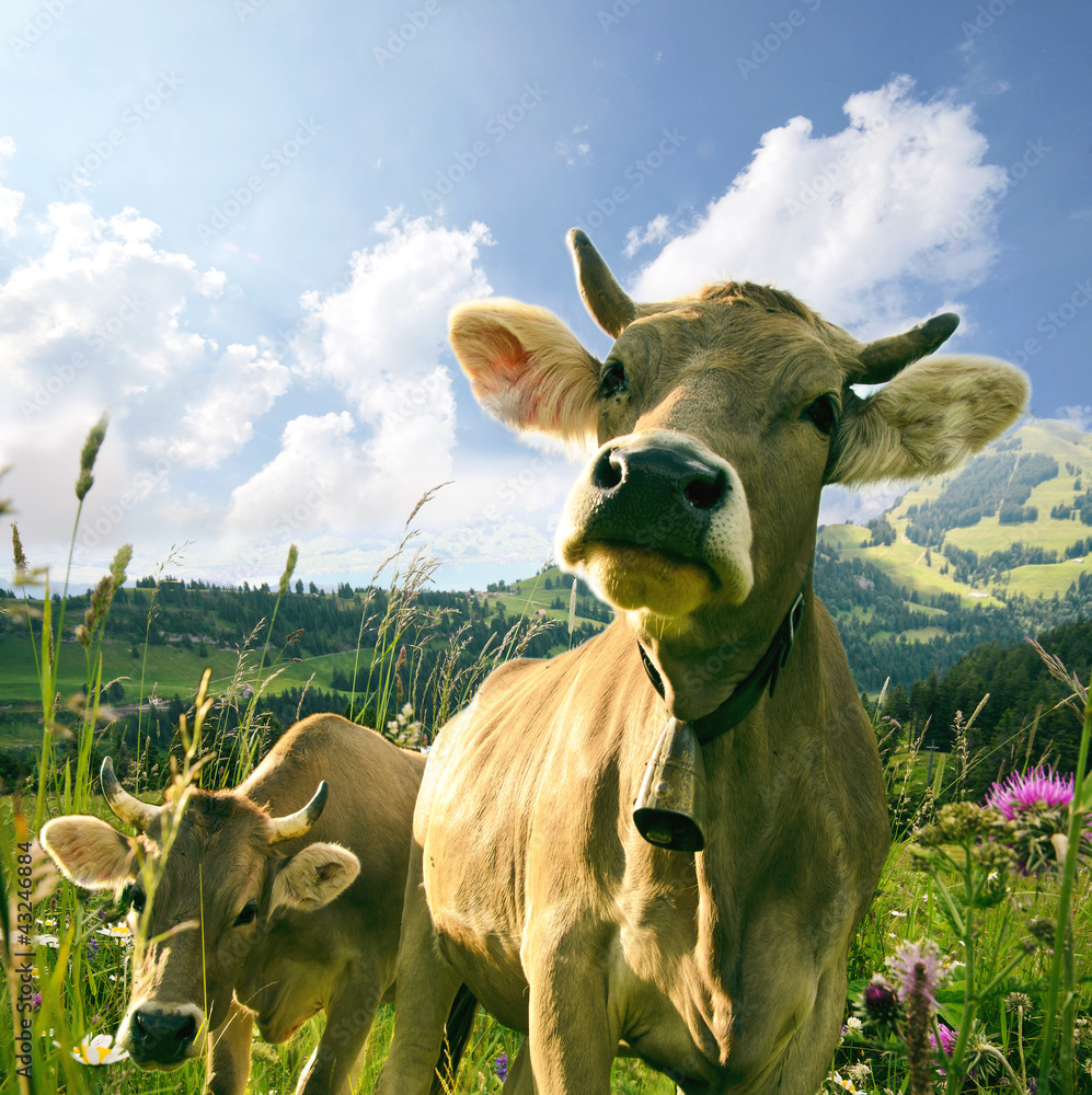 Glückliche Kühe StockFoto Adobe Stock