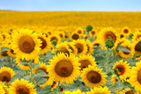 Beautiful sunflower field