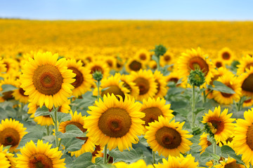 Wandcirkels Zonnebloem Stralend zonnebloemenveld in zomerseizoen  © JRP Studio