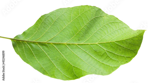 A close up shot of a hazel leaf