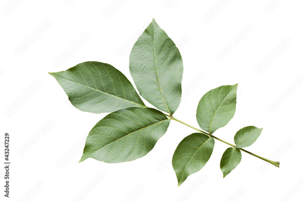 A close up shot of a hazel leaf