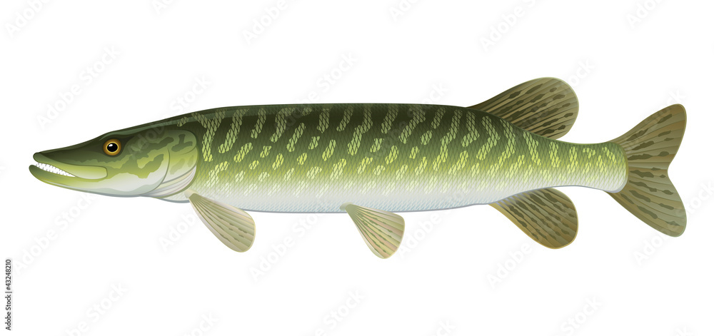 Fototapeta premium Northern Pike (Esox Lucius) Freshwater Fish.