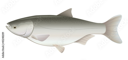Silver Carp Freshwater Fish (Hypophthalmichthys molitrix)