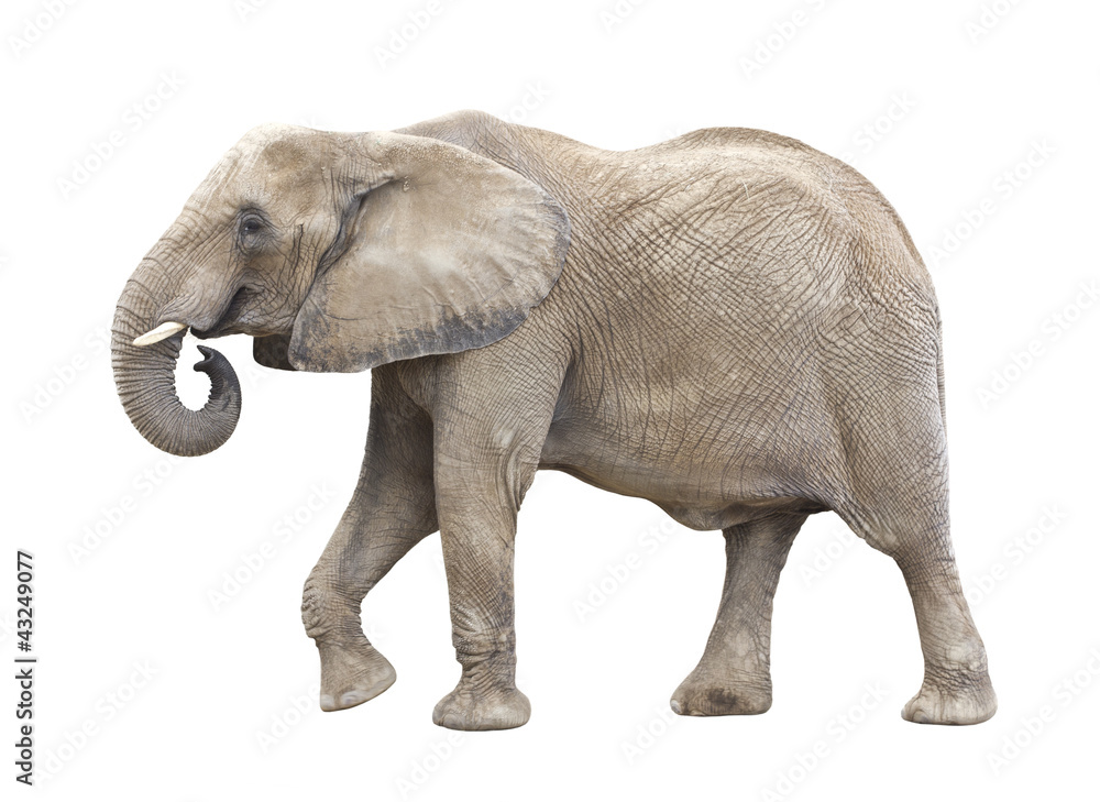 Fototapeta premium African Elephant Cutout