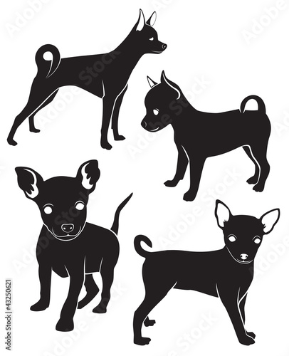 Toy Terrier