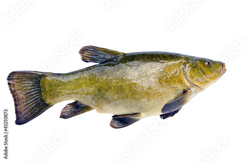 Valokuva isolated on white big tench