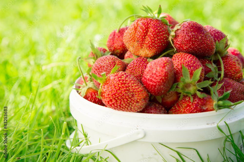 Ripe strawberry in bucket on grass Ripe strawberry in bucket on grass