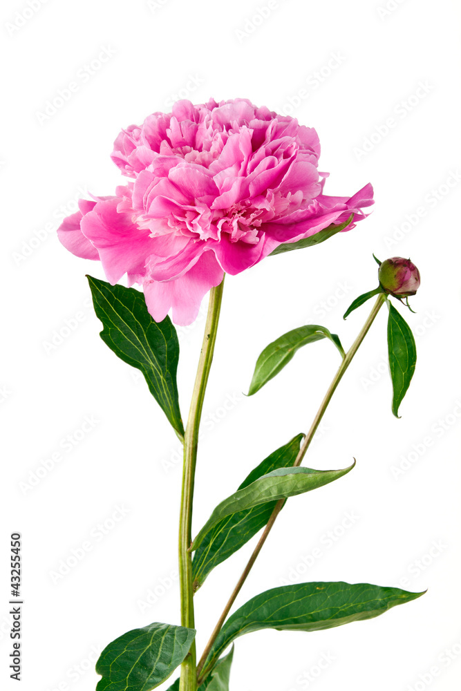 pink peony pink peony