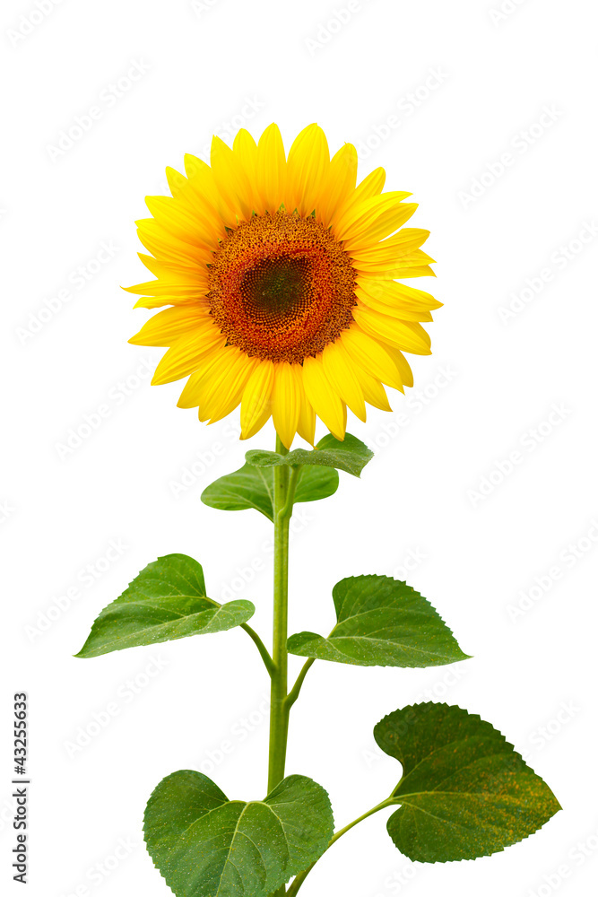 Obraz premium Beautiful sunflower