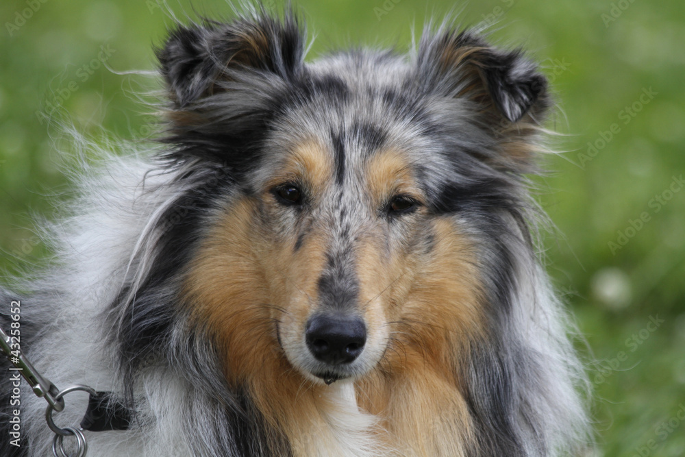 Fototapeta premium Collie