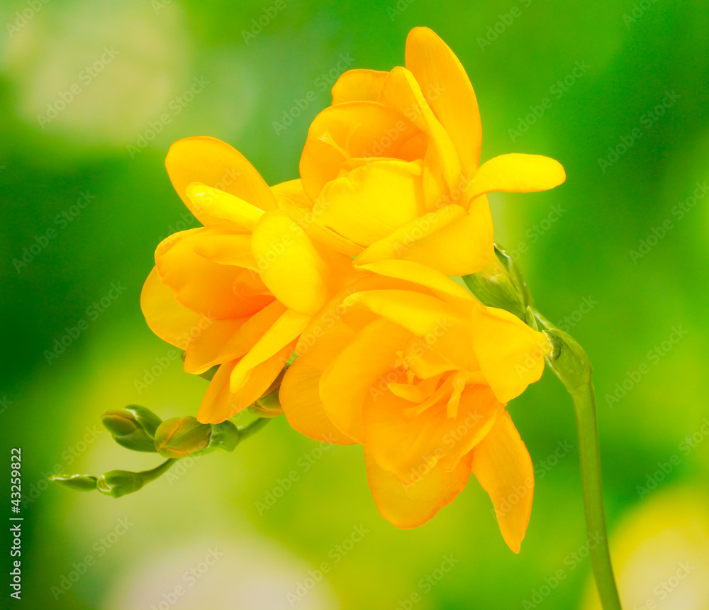 Fototapeta premium Beautiful yellow freesia on green background