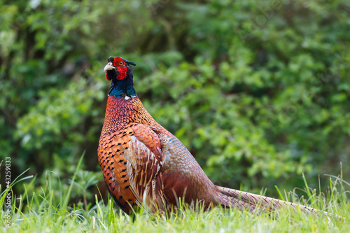 Wallpaper Mural Side portrait of male common pheasant bird. Torontodigital.ca