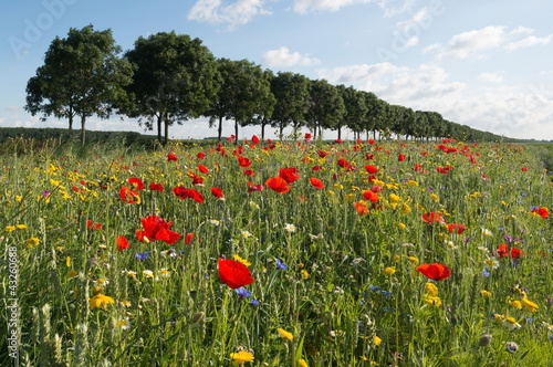 Fototapeta Naklejka Na Ścianę i Meble -  Poppies in a field in summer