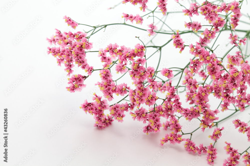 Pink yellow hybrid statice on white background Pink yellow hybrid statice on white background
