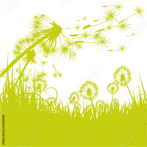 Grashalme Pusteblume,