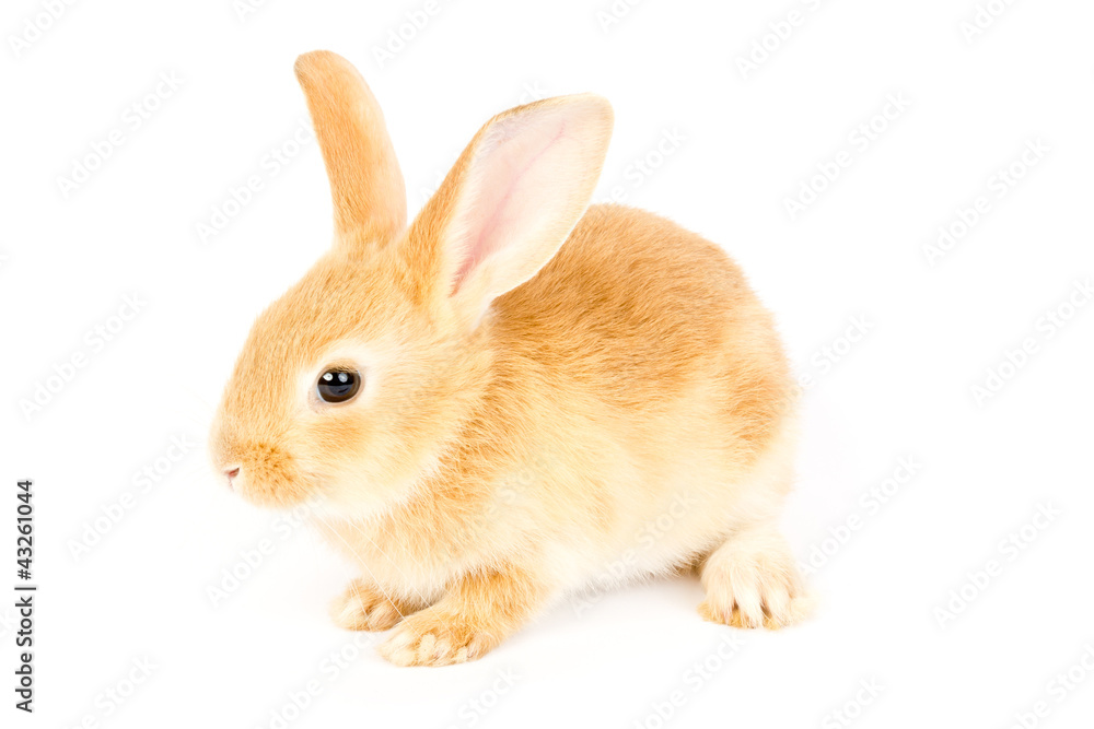 Adorable rabbit Adorable rabbit