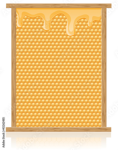 honey comb in the frame vector illustration