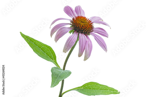 Sonnenhut  Echinacea  auf wei  em Hintergrund