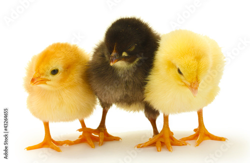 three little chickens isolated on the white