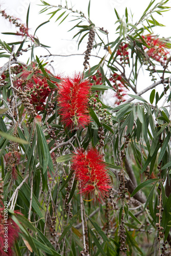 Flaschenputzer - Callistemon comboynensis photo