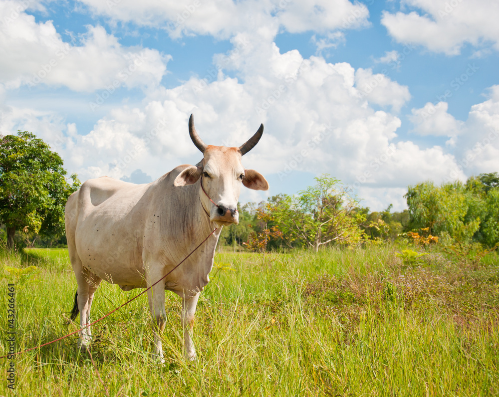 asian cow asian cow
