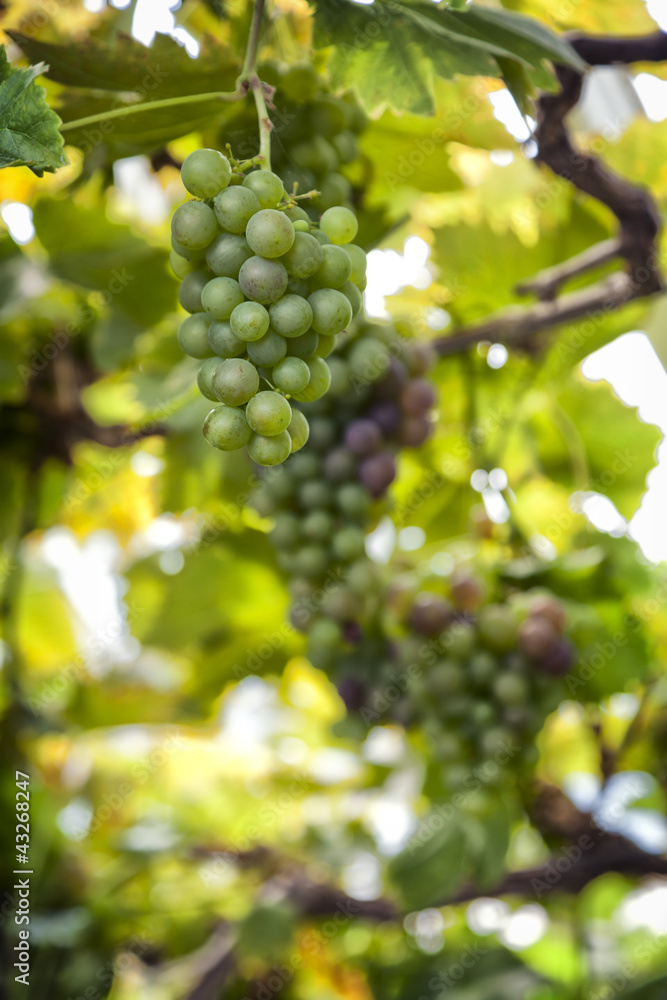 Ripe green grapes