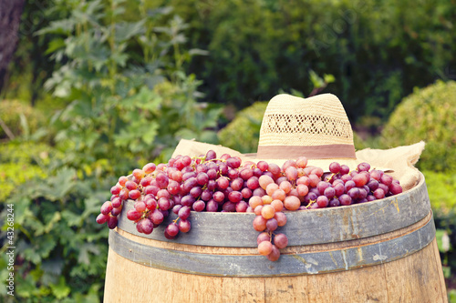 Grape picking