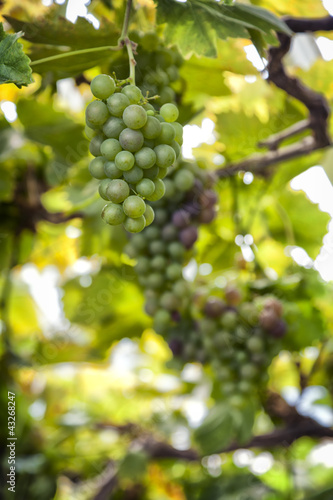Wallpaper Mural Ripe green grapes Torontodigital.ca