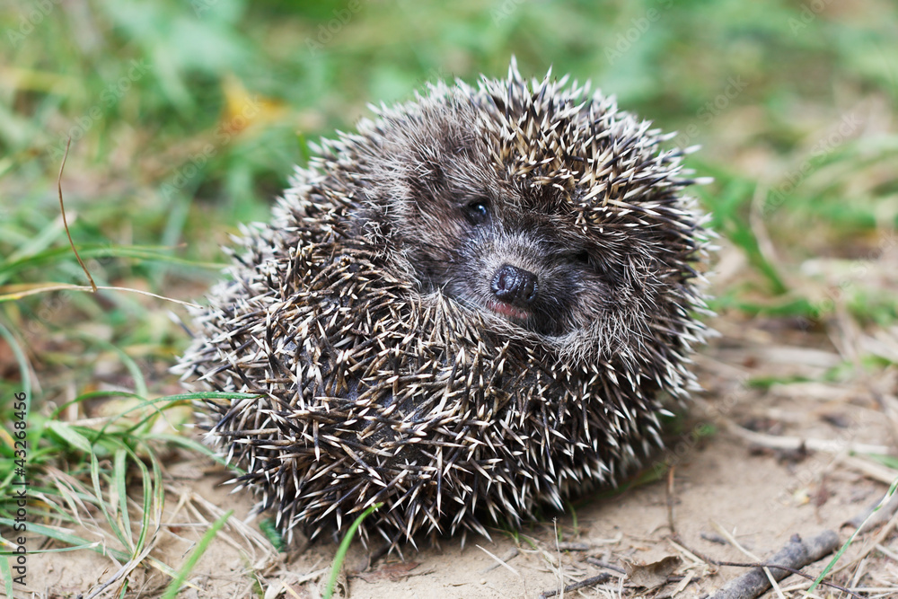 Naklejka premium Frightened hedgehog