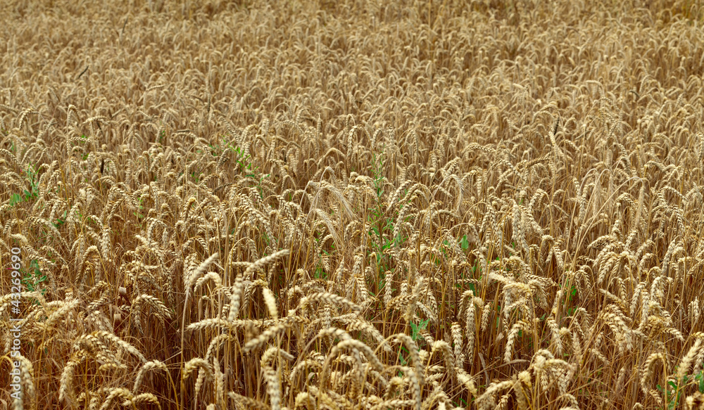 Wheat field Wheat field