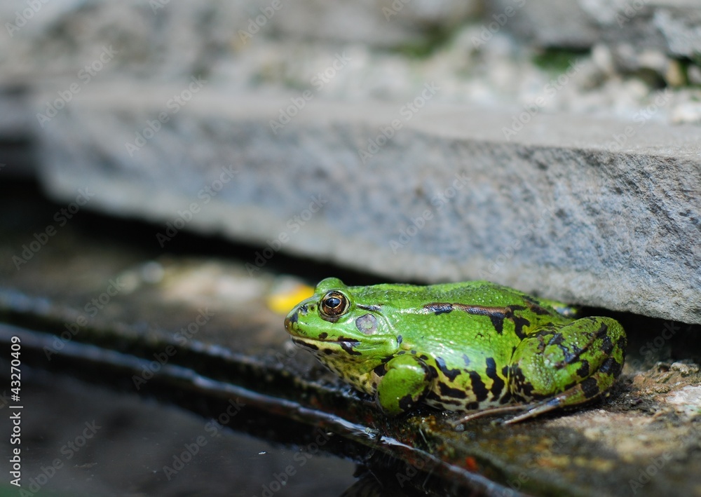 Frog on the rocks near a pond