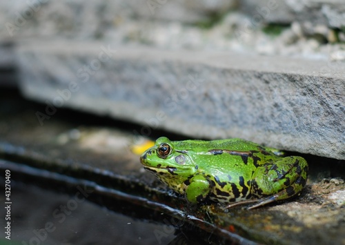 Obraz na płótnie Frog on the rocks near a pond w salonie