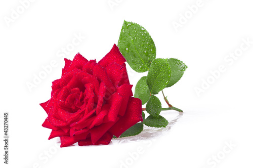 Obraz na płótnie Rose w salonie