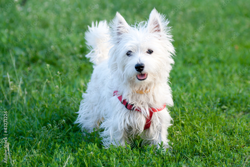 White dog on green grass background White dog on green grass background