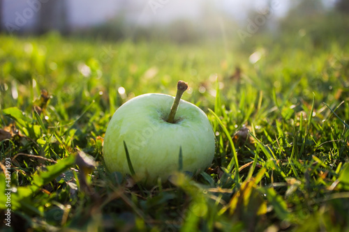 Fresh apple on green grass in garden photo