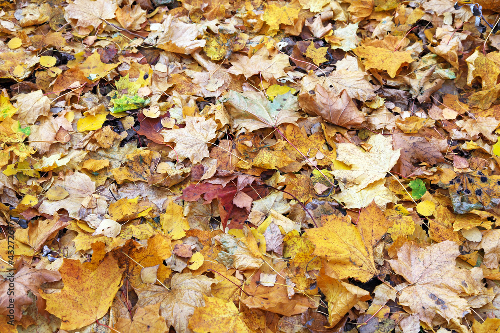 Fall maple leaves Fall maple leaves