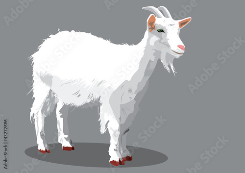 goat