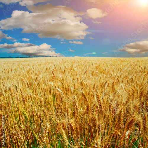 yellow field with the blue sky