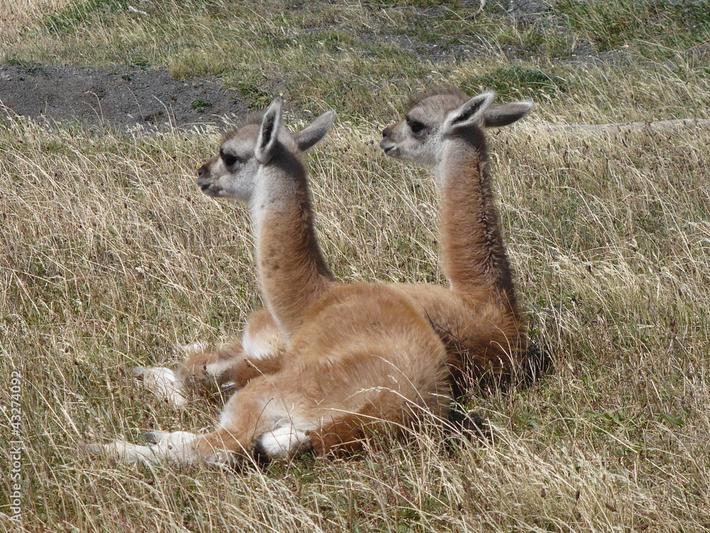 Guanako Guanako
