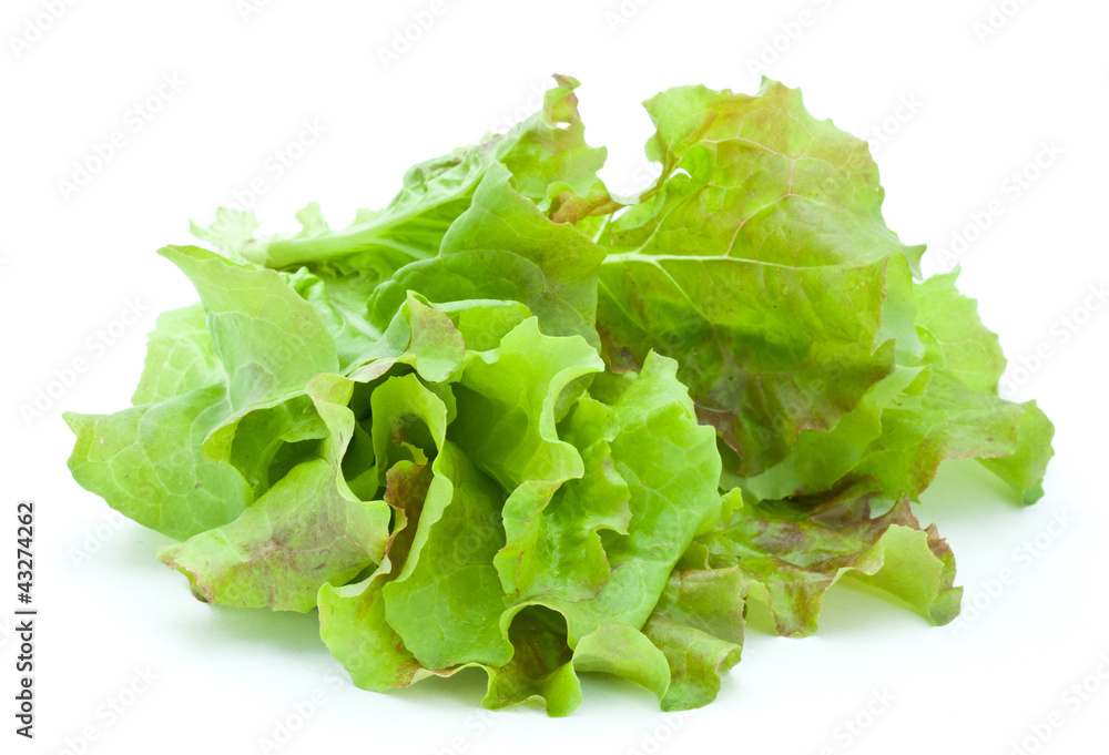 Fresh lettuce Fresh lettuce