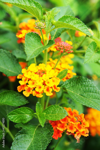 Lantana camara