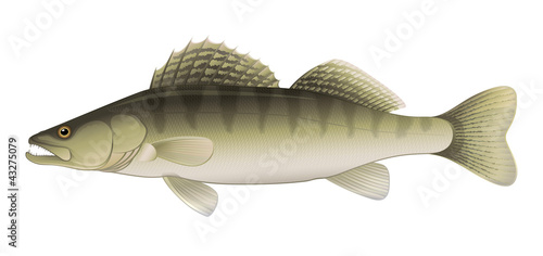 Zander (Sander lucioperca) Freshwater Fish