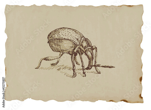 Snout beetle - hand drawing of an animal on the brown paper