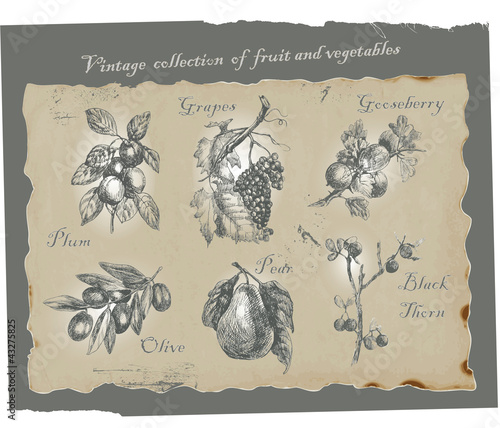 fruits and vegetables-original artwork converted to vectors